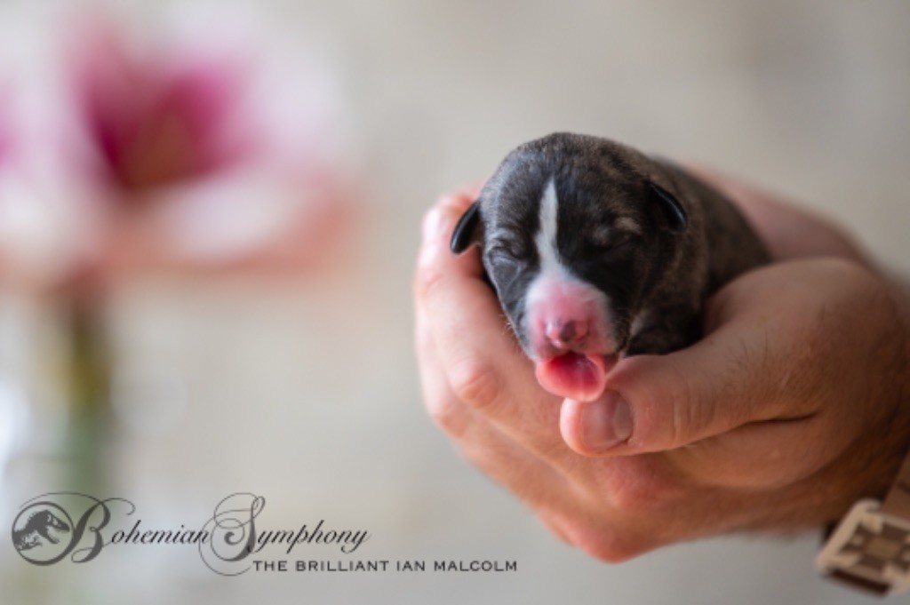 Bohemian Symphony - Chiot disponible  - Whippet