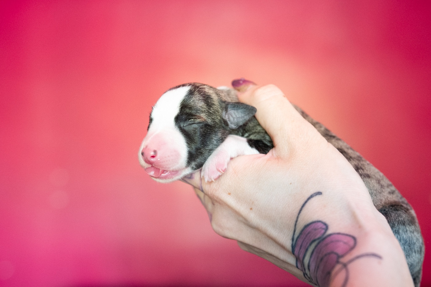 Bohemian Symphony - Chiots disponibles - Whippet