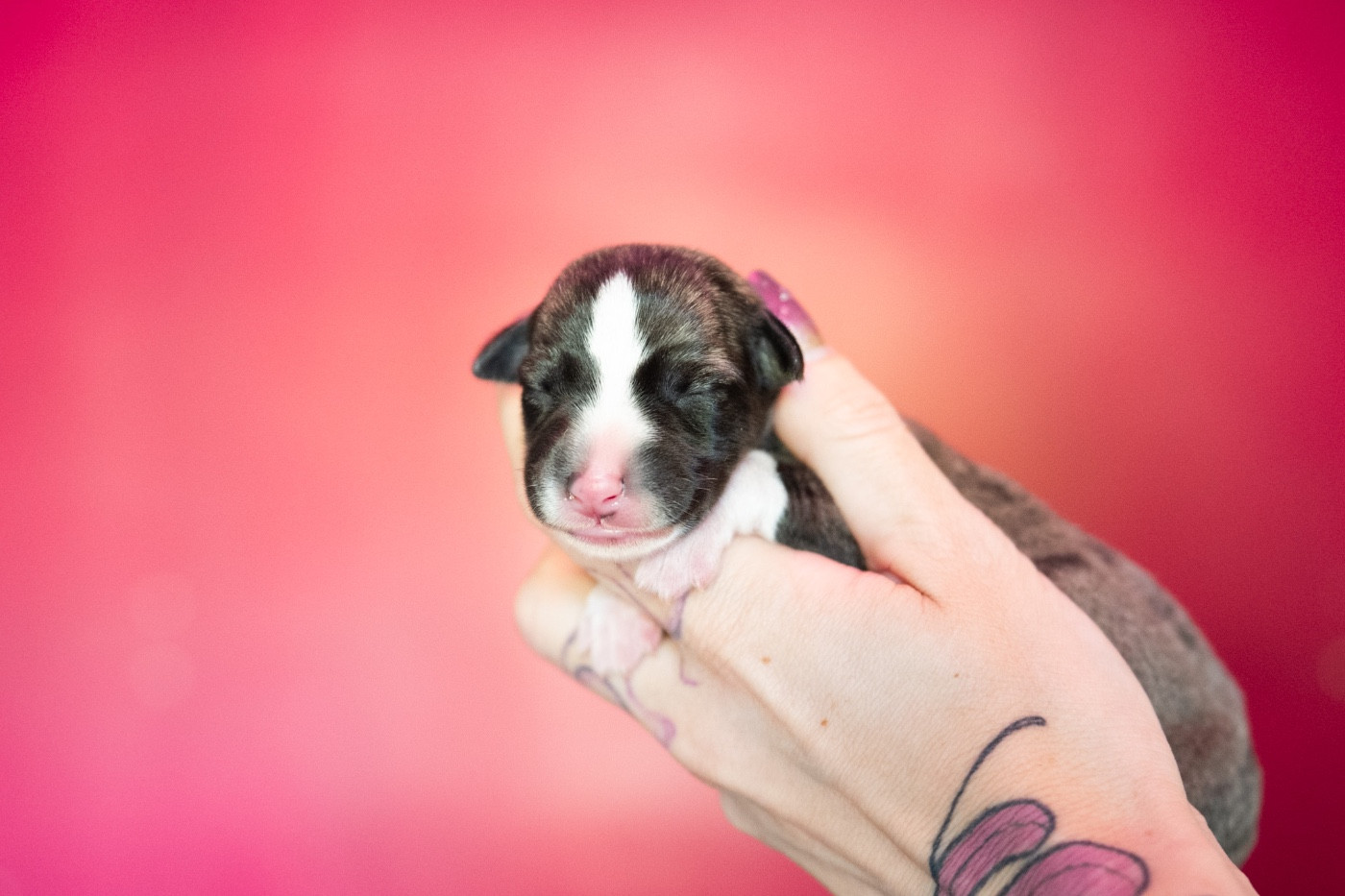 Bohemian Symphony - Chiots disponibles - Whippet