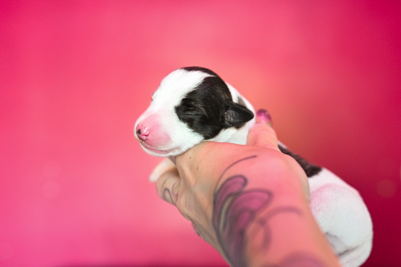 Bohemian Symphony - Chiots disponibles - Whippet