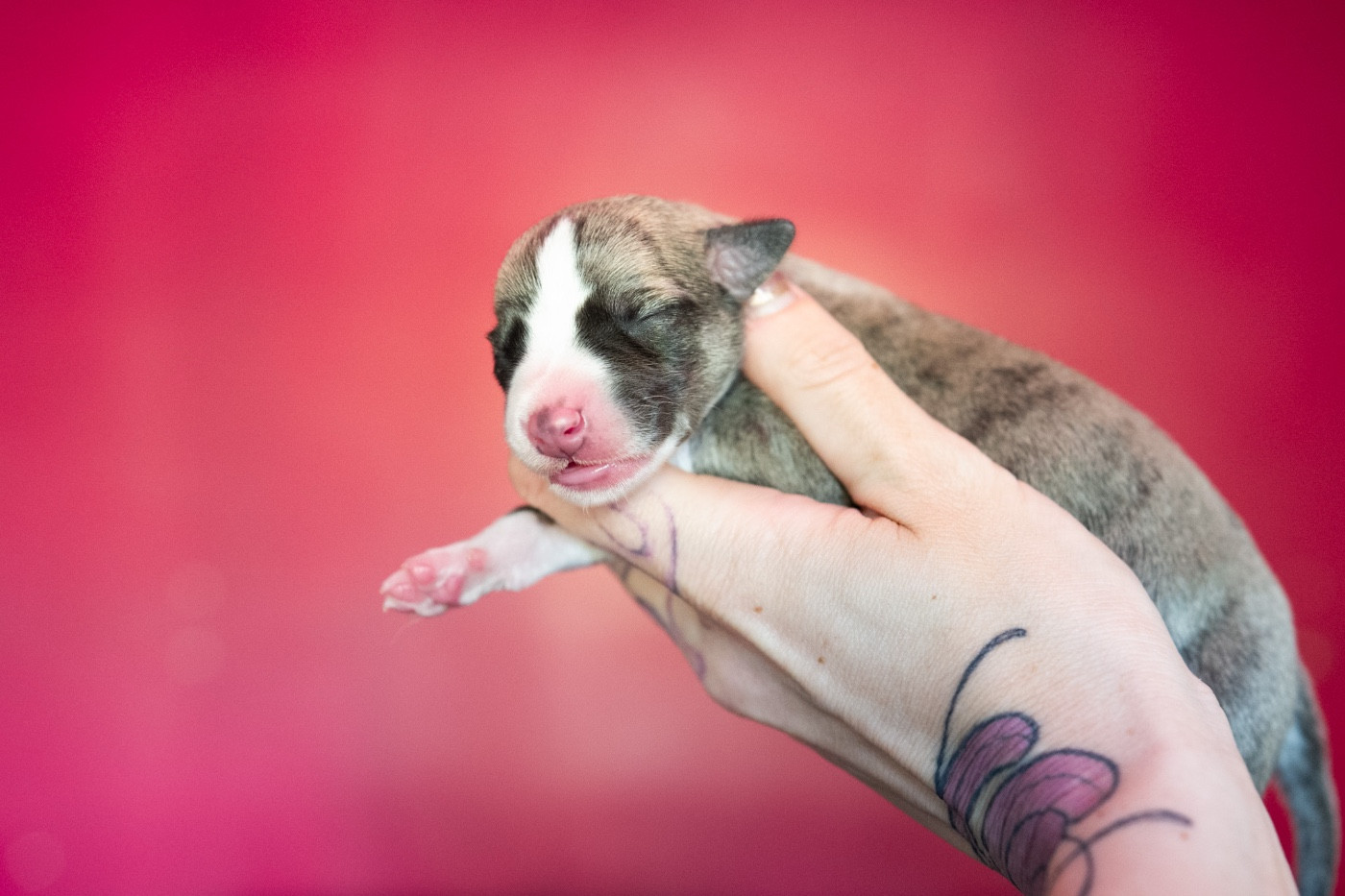 Bohemian Symphony - Chiots disponibles - Whippet