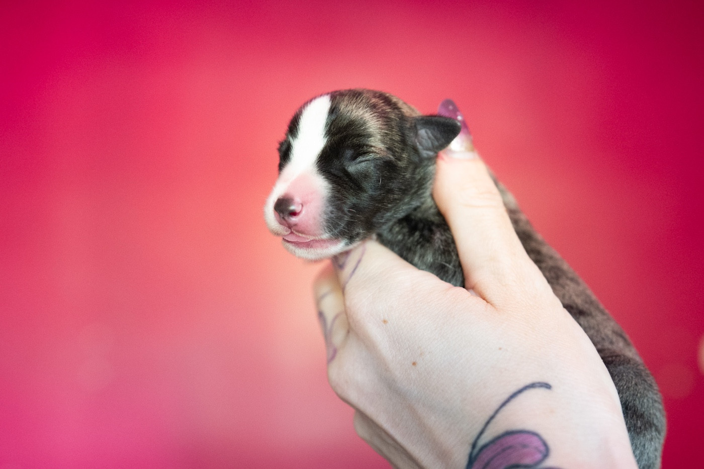 Bohemian Symphony - Chiots disponibles - Whippet
