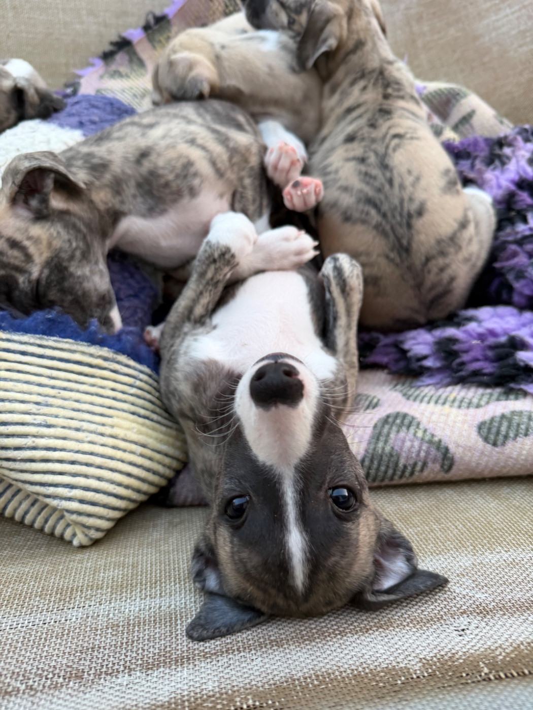 Bohemian Symphony - Chiots disponibles - Whippet