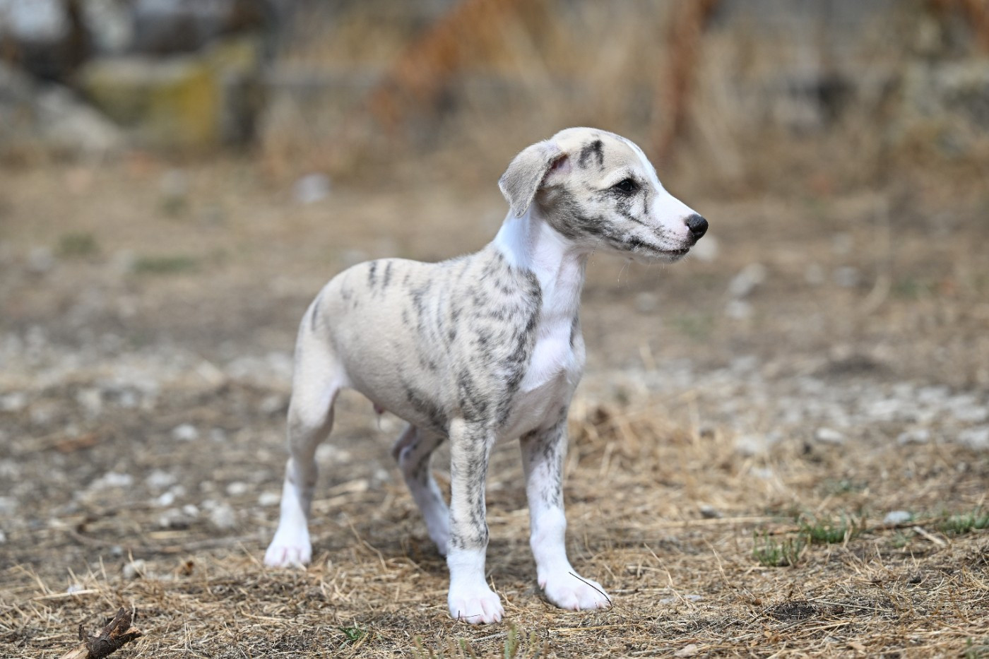 Bohemian Symphony - Chiots disponibles - Whippet