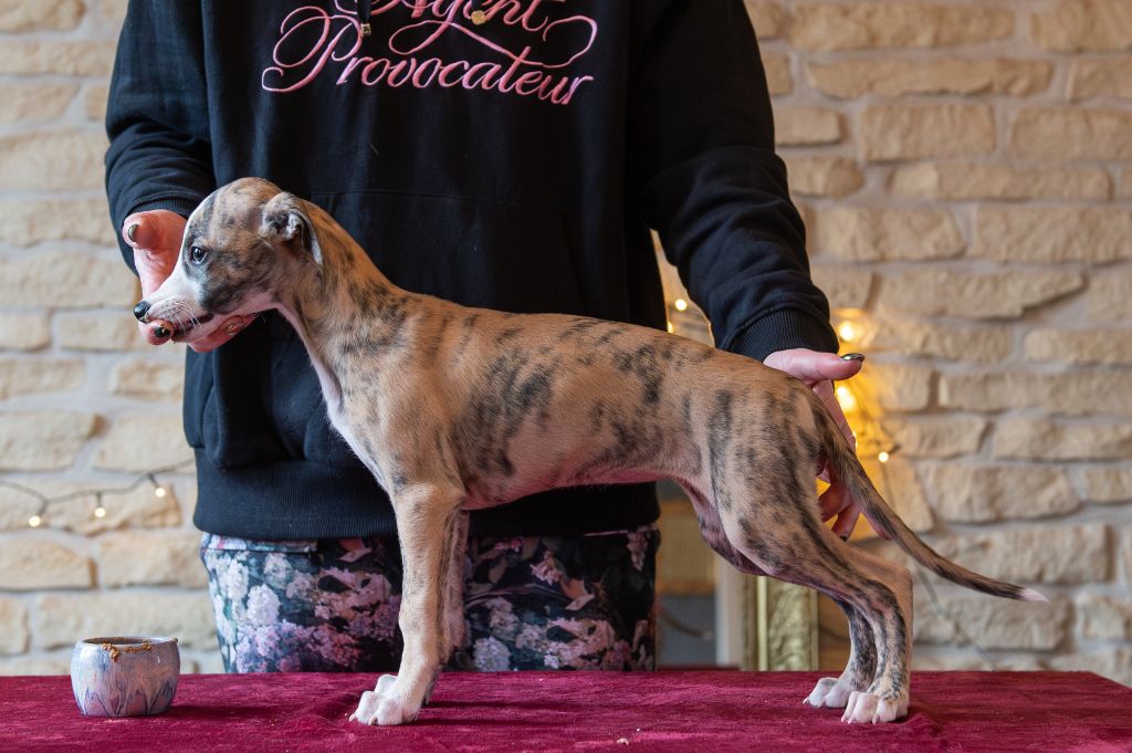 Bohemian Symphony - Chiots disponibles - Whippet