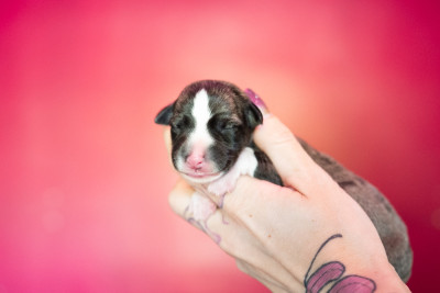 Bridgerton Penelope