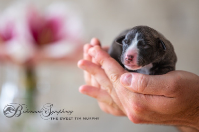 The Sweet Tim Murphy